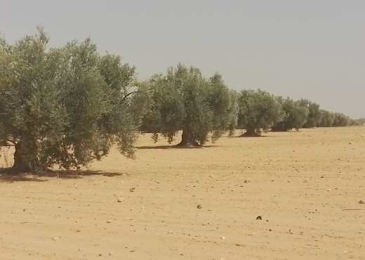 A Vendre Terrain Agricole à Sfax - Bien immobilier à {"id":17,"country_id":219,"name":"SFAX","slug":"sfax"} - Agence Immobilière immo\'in