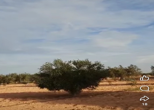 A Vendre terrain agricole Sfax - Bien immobilier à {"id":17,"country_id":219,"name":"SFAX","slug":"sfax"} - Agence Immobilière immo\'in