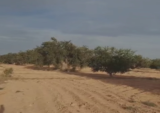 A Vendre terrain agricole Sfax