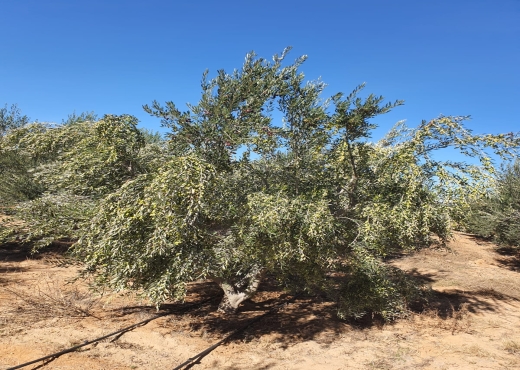 Terrain 105 hectares - 19000 pieds d'olive