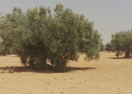 A Vendre Terrain Agricole à Sfax - Bien immobilier à {"id":17,"country_id":219,"name":"SFAX","slug":"sfax"} - Image 2 - Sonia Immo - Agence Immobilière Sonia Immo