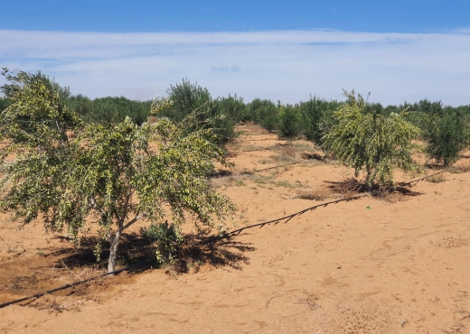 Terrain 105 hectares - 19000 pieds d'olive - Bien immobilier à {"id":17,"country_id":219,"name":"SFAX","slug":"sfax"} - Agence Immobilière immo\'in